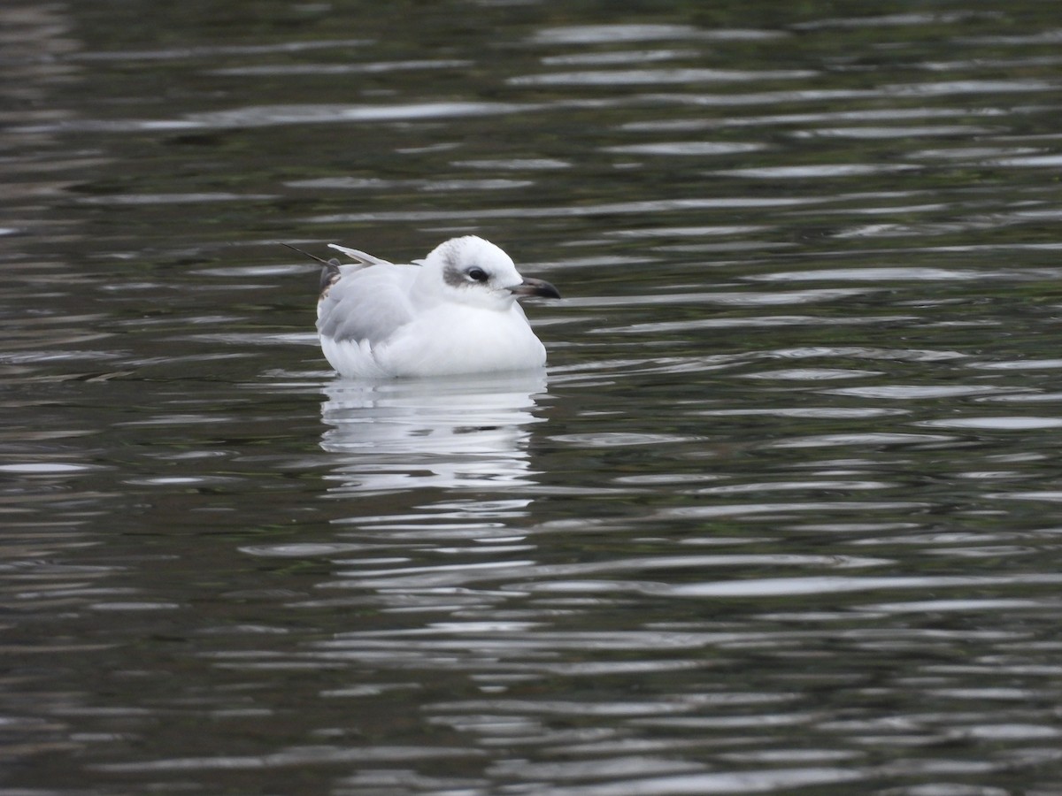 Mediterranean Gull - ML647401786