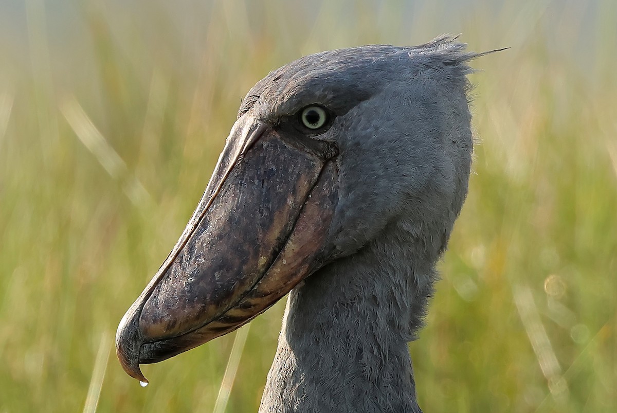 Китоголов - ML647401787