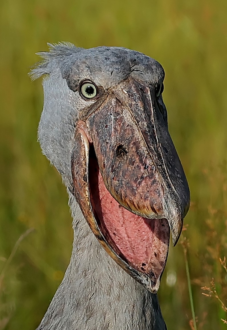 Китоголов - ML647401788