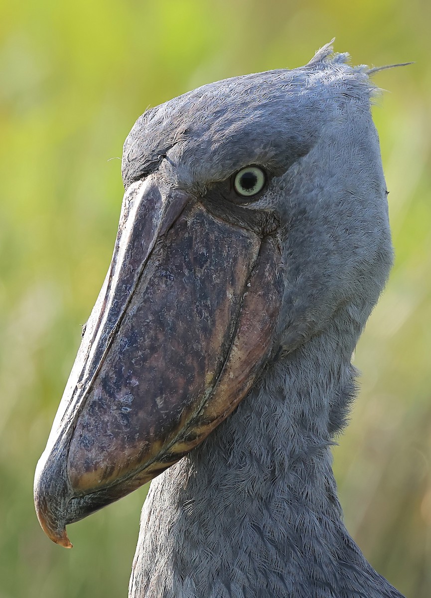 Китоголов - ML647401789