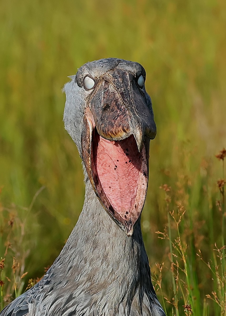 Китоголов - ML647401790