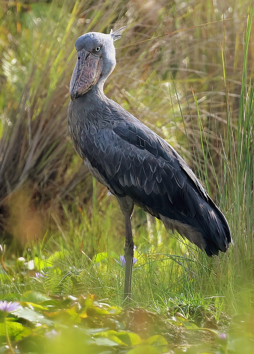 Китоголов - ML647401791