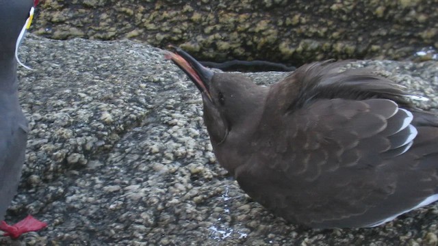 Inca Tern - ML647401796