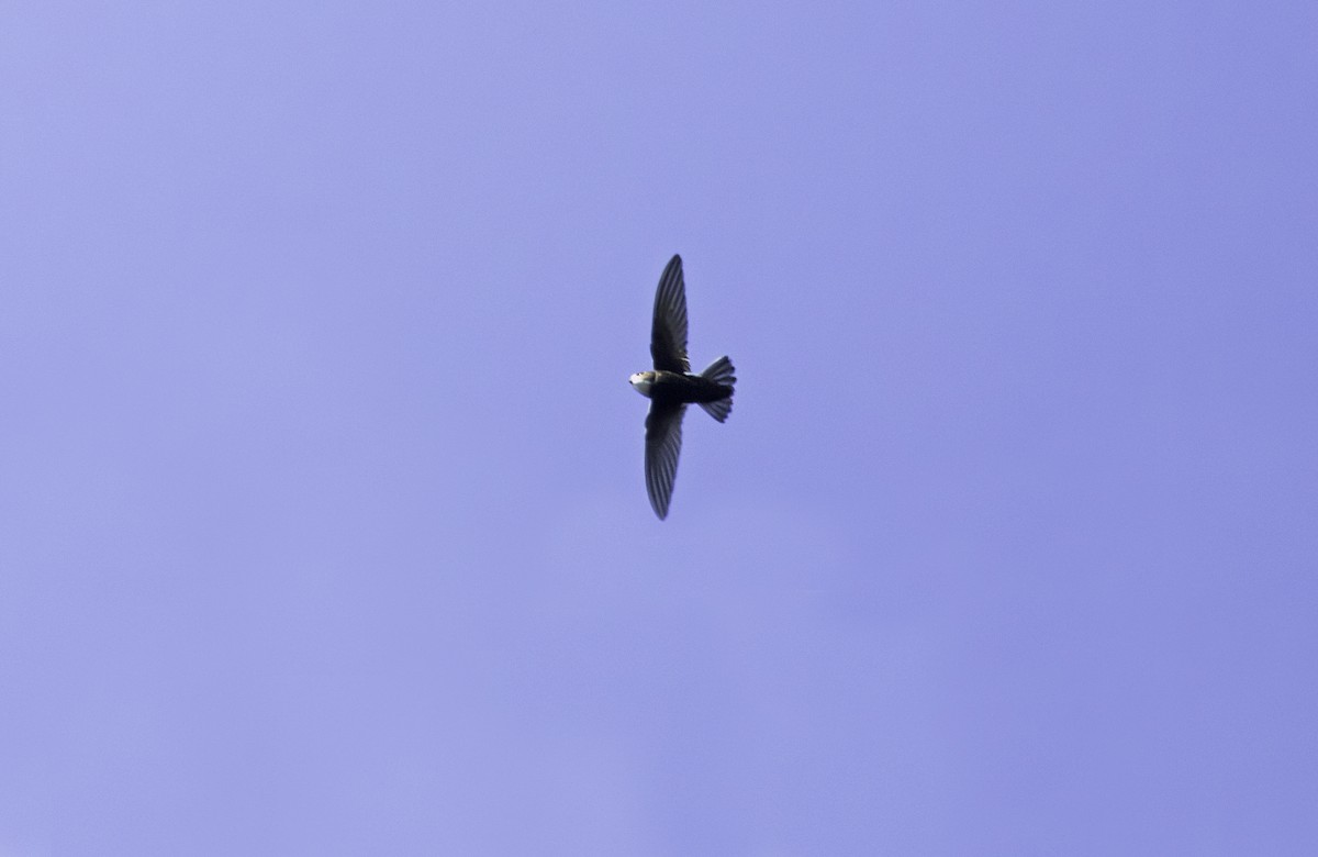 House Swift - ML647401798