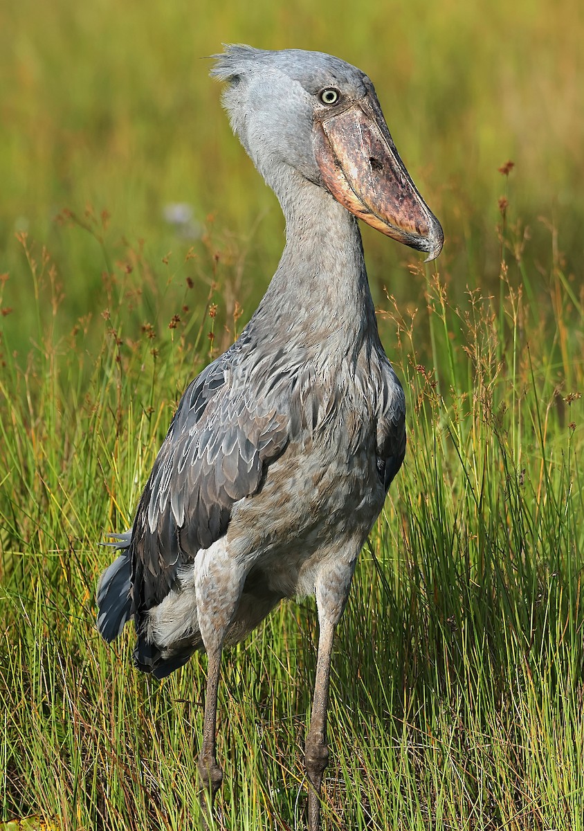 Китоголов - ML647401806