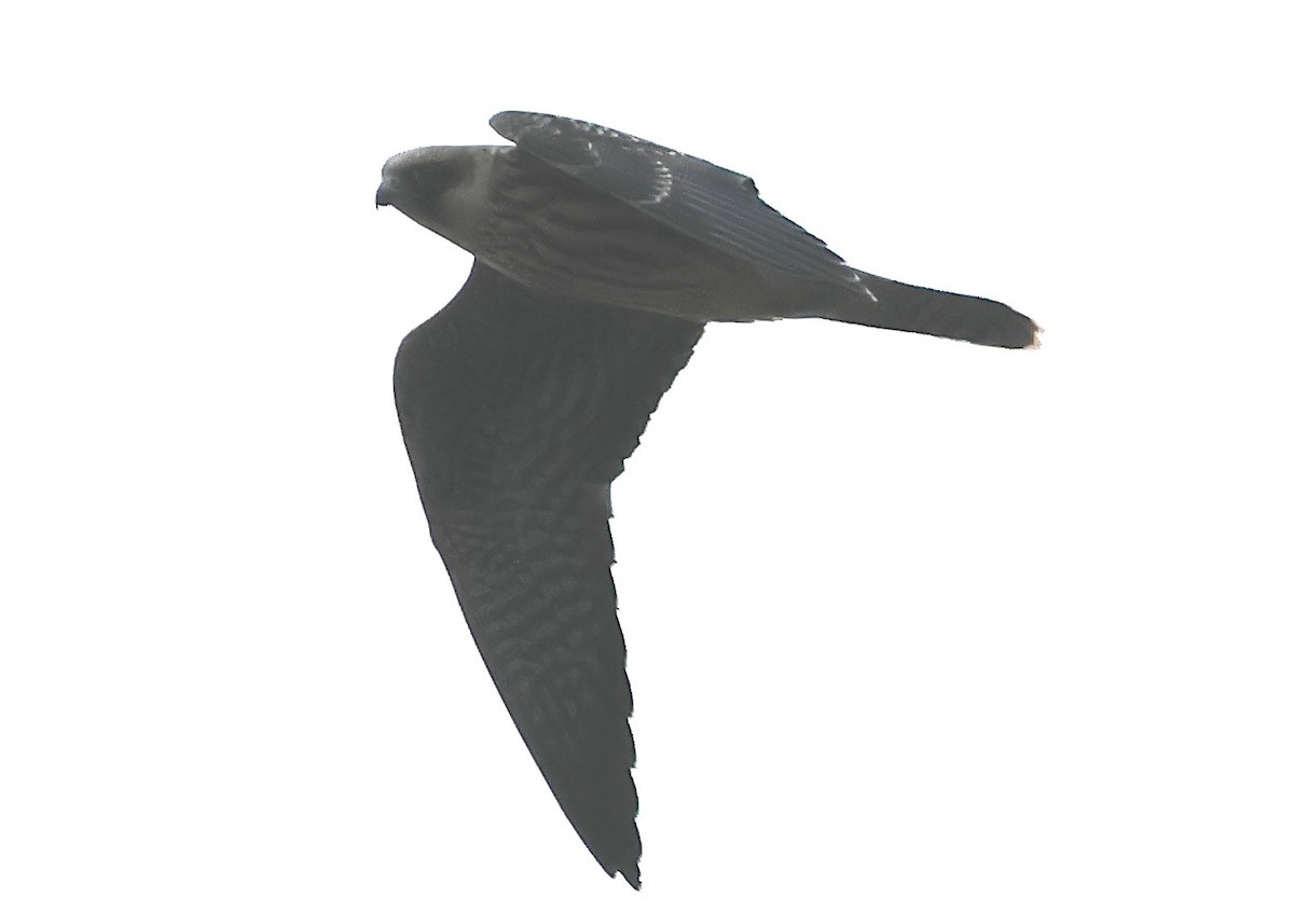 ostříž arabský - ML647401821