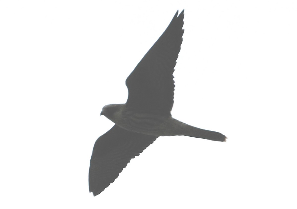 ostříž arabský - ML647401824