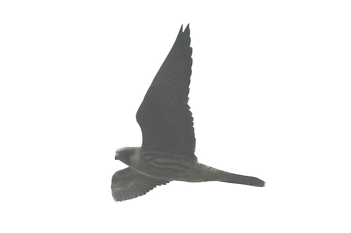 ostříž arabský - ML647401825