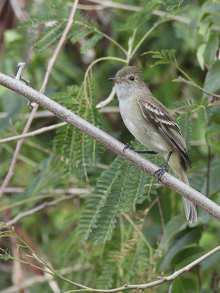 Élénie siffleuse - ML647401840