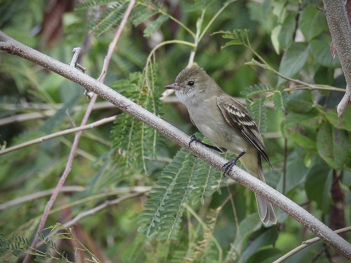 Élénie siffleuse - ML647401841