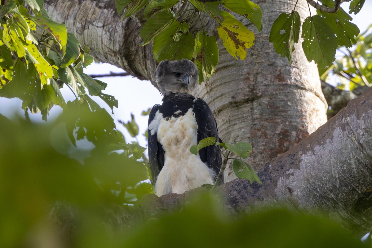 Harpy Eagle - ML647401876