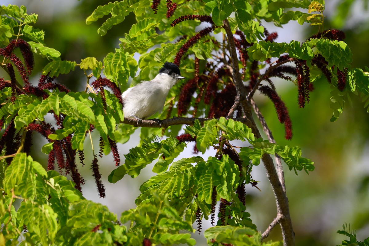 White-naped Xenopsaris - ML647401900