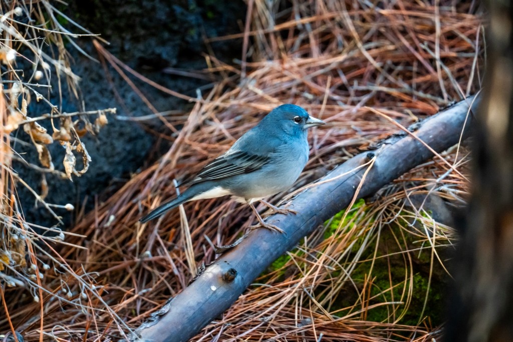 Tenerife Blue Chaffinch - ML647401903