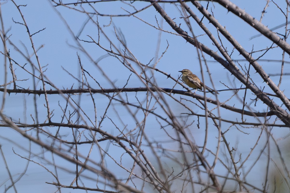Bahia Wagtail-Tyrant - ML647401910