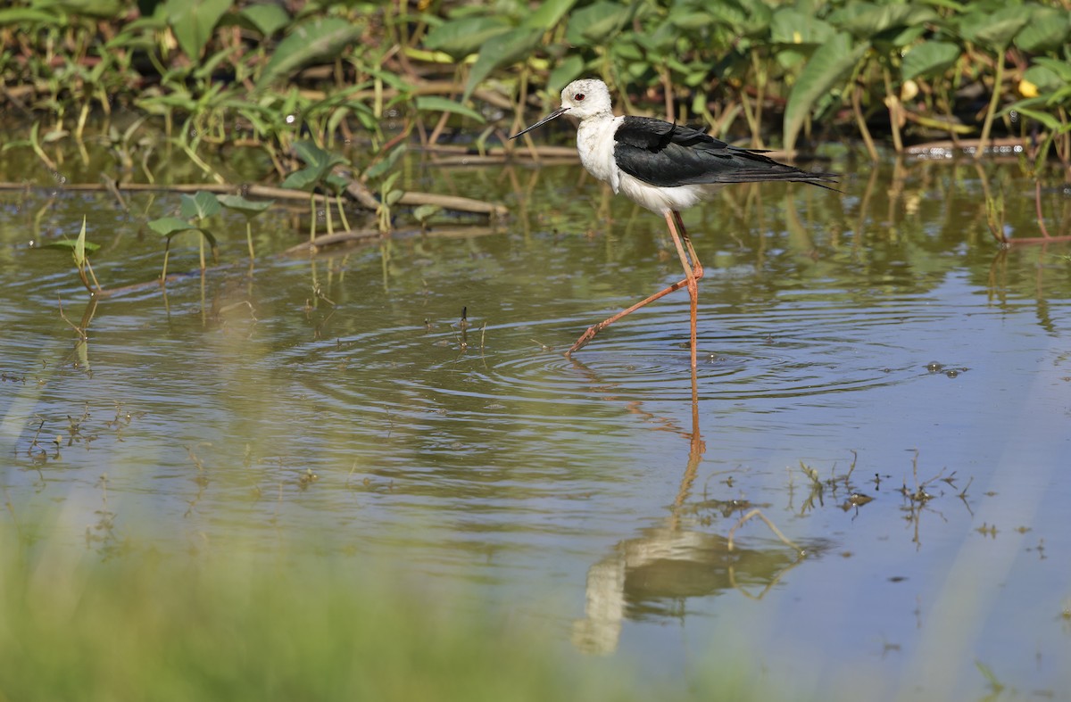 高蹺鴴 - ML647401913