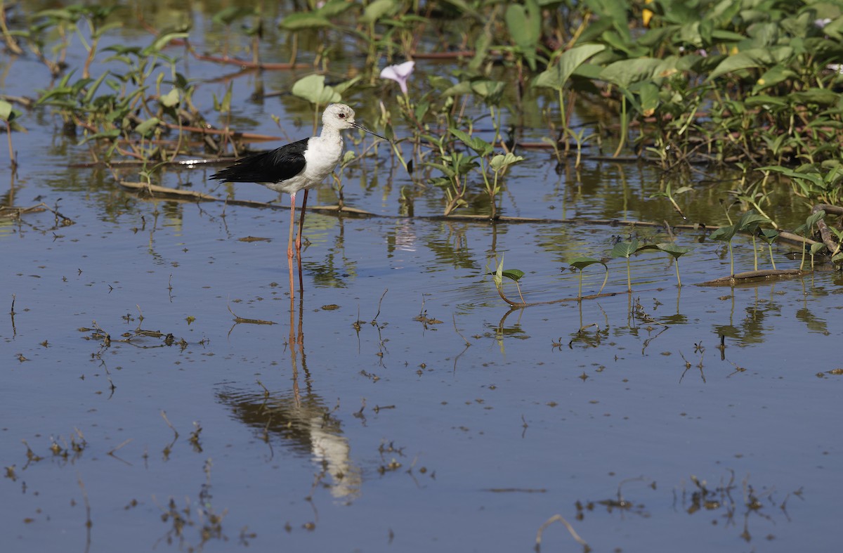 高蹺鴴 - ML647401914