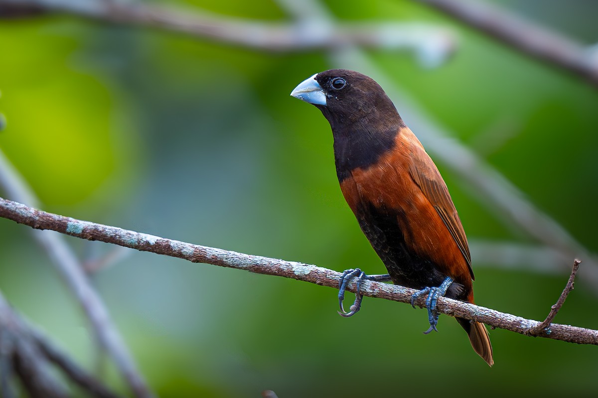 Chestnut Munia - ML647401950