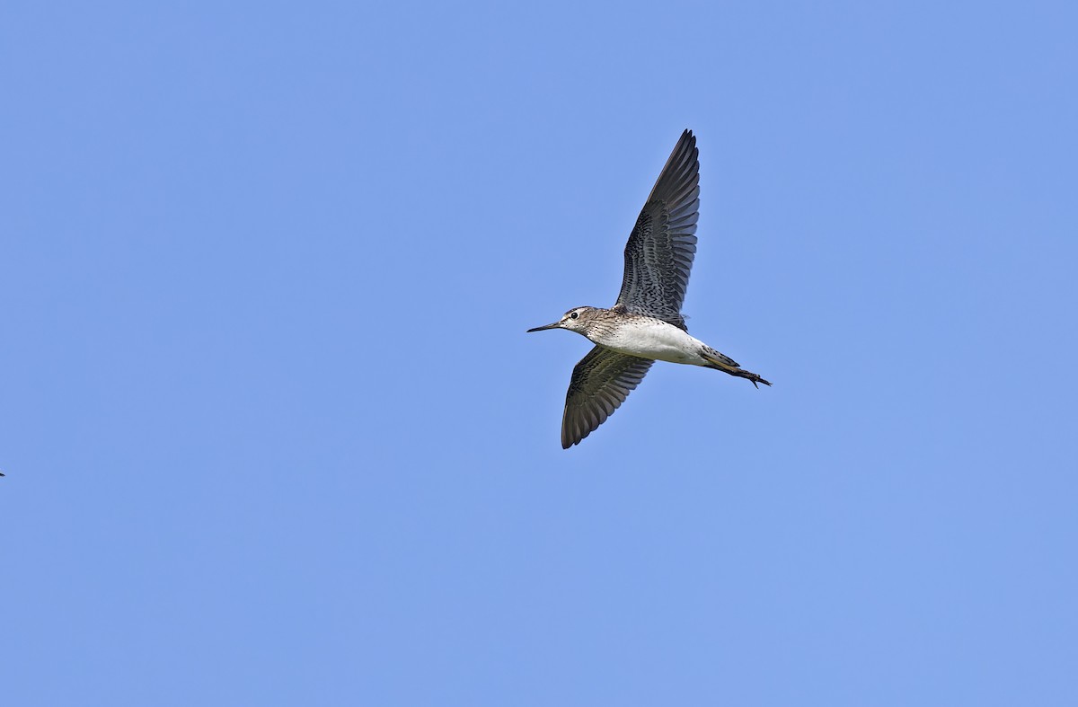 vodouš bahenní - ML647401954