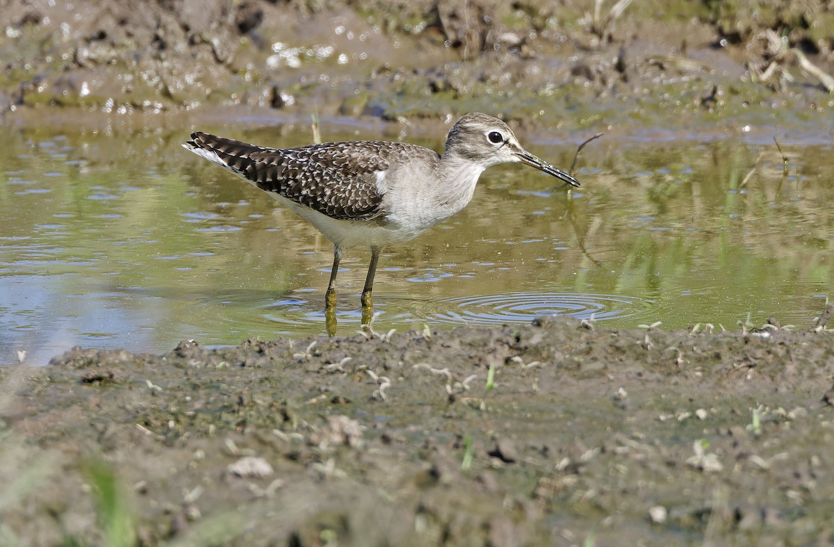 vodouš bahenní - ML647401955