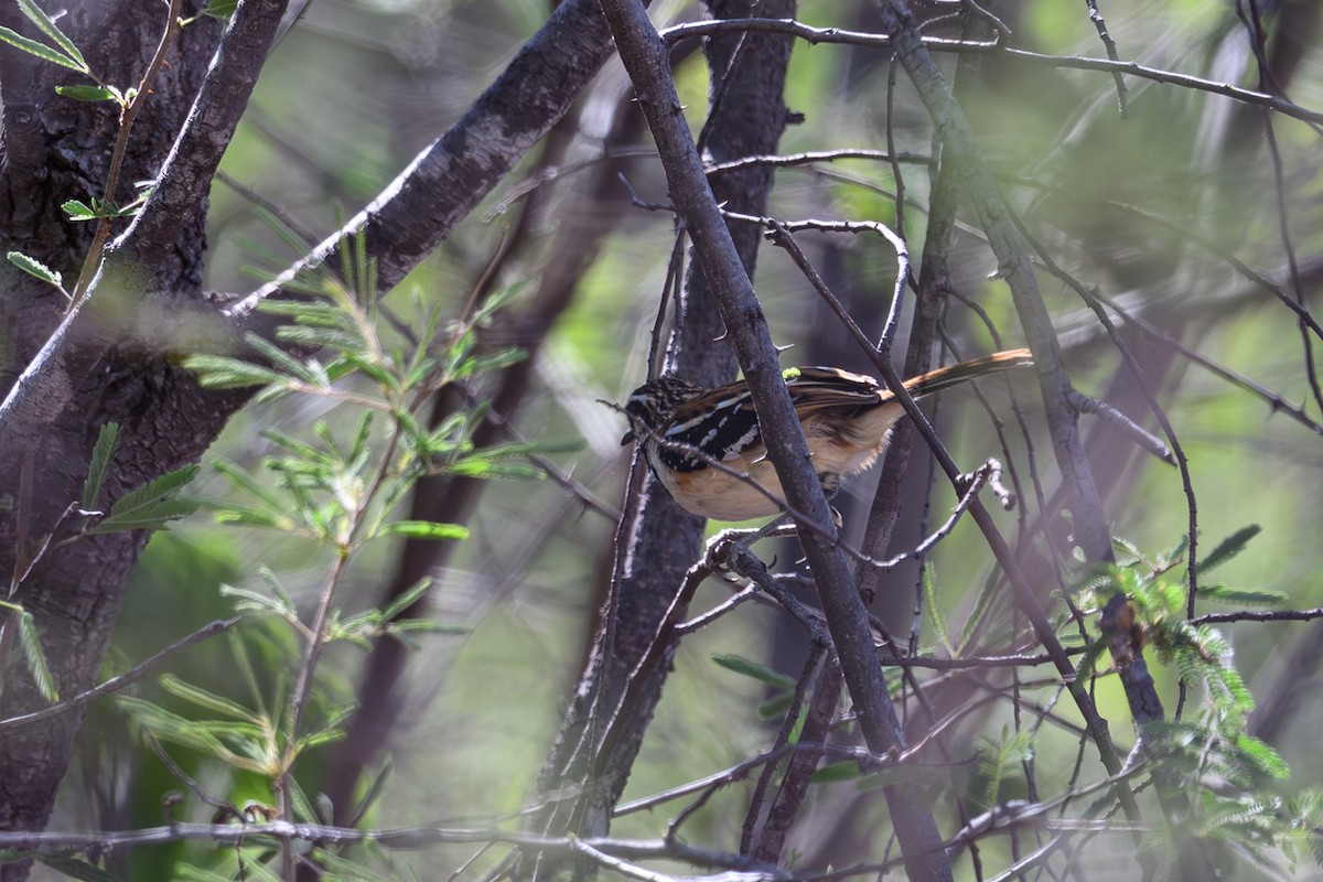 Stripe-backed Antbird - ML647401959