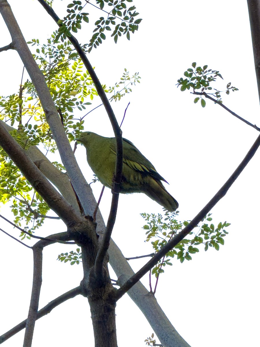 Розовошейный зелёный голубь - ML647401963