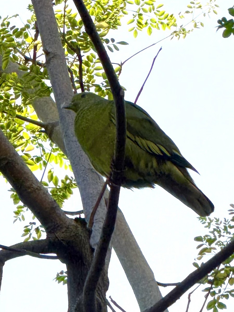 Розовошейный зелёный голубь - ML647401964