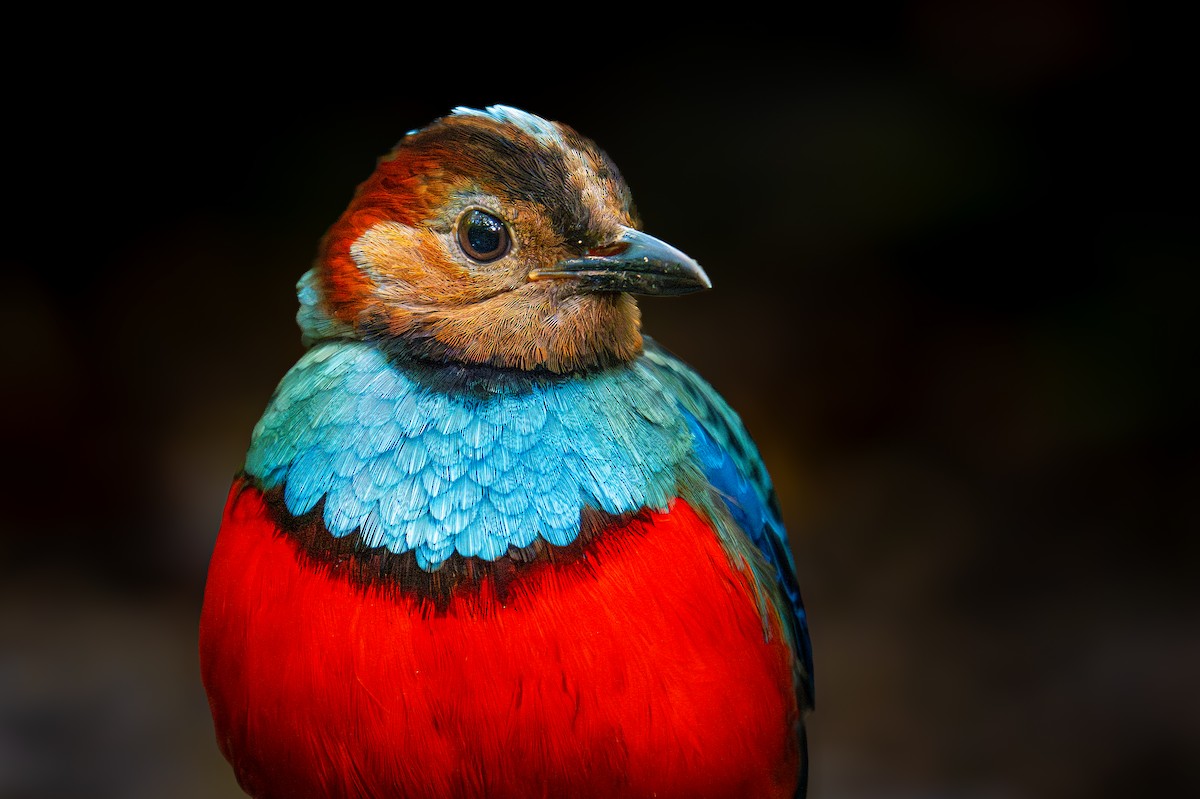 Sulawesi Pitta (Sulawesi) - ML647401965