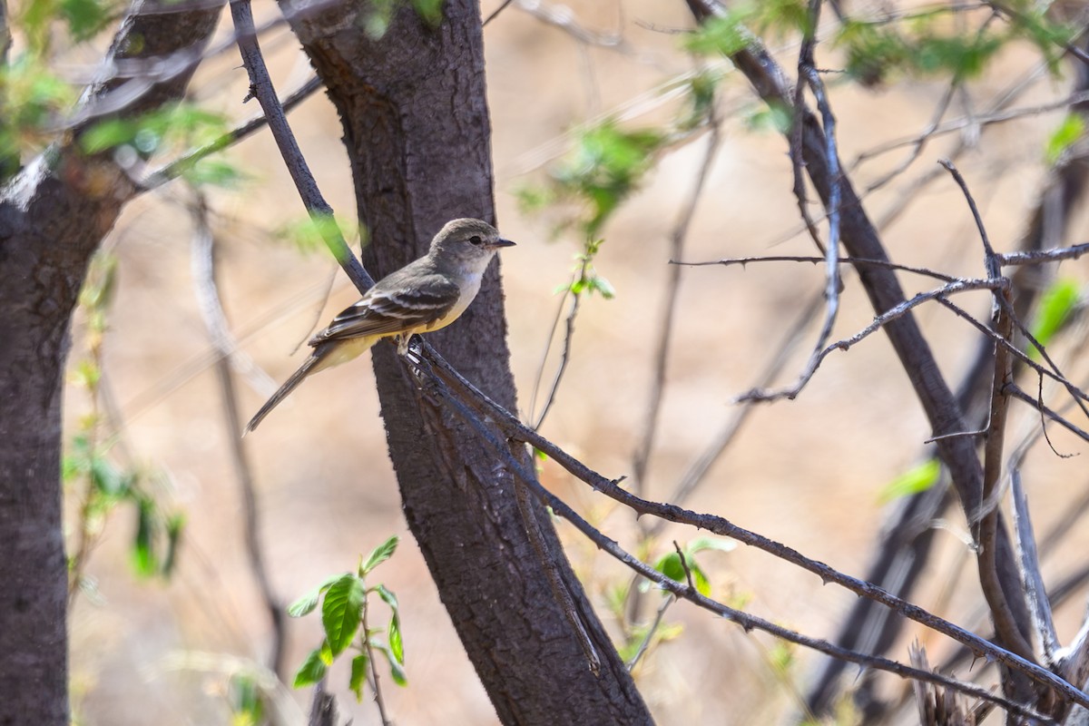 Southern Scrub-Flycatcher - ML647401967