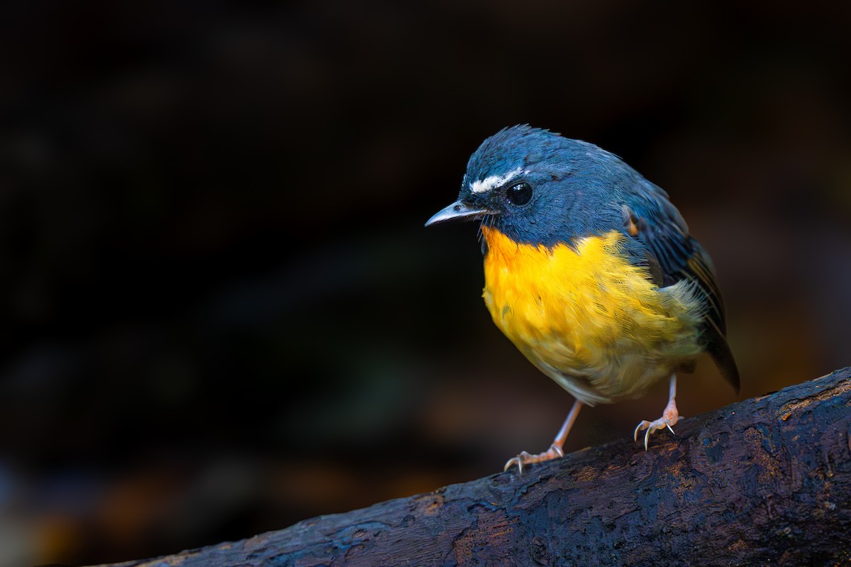 Snowy-browed Flycatcher - ML647401972