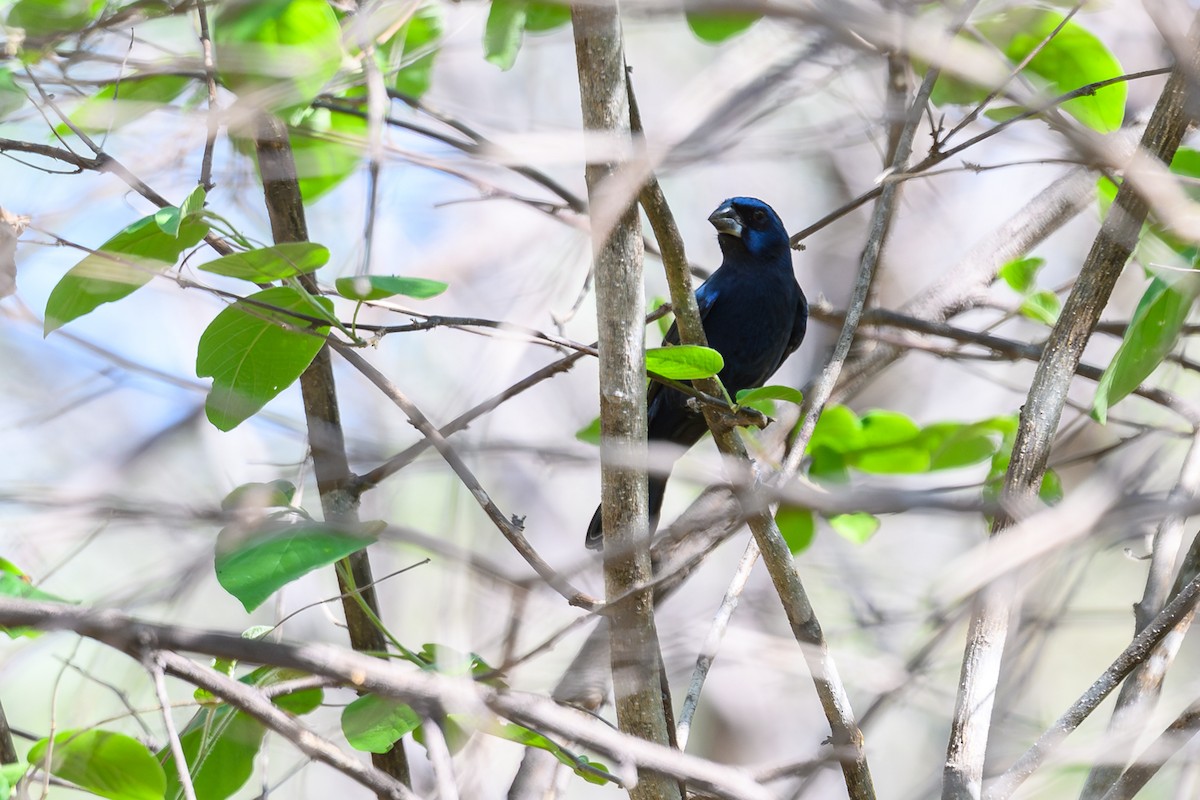 Ultramarine Grosbeak - ML647401977