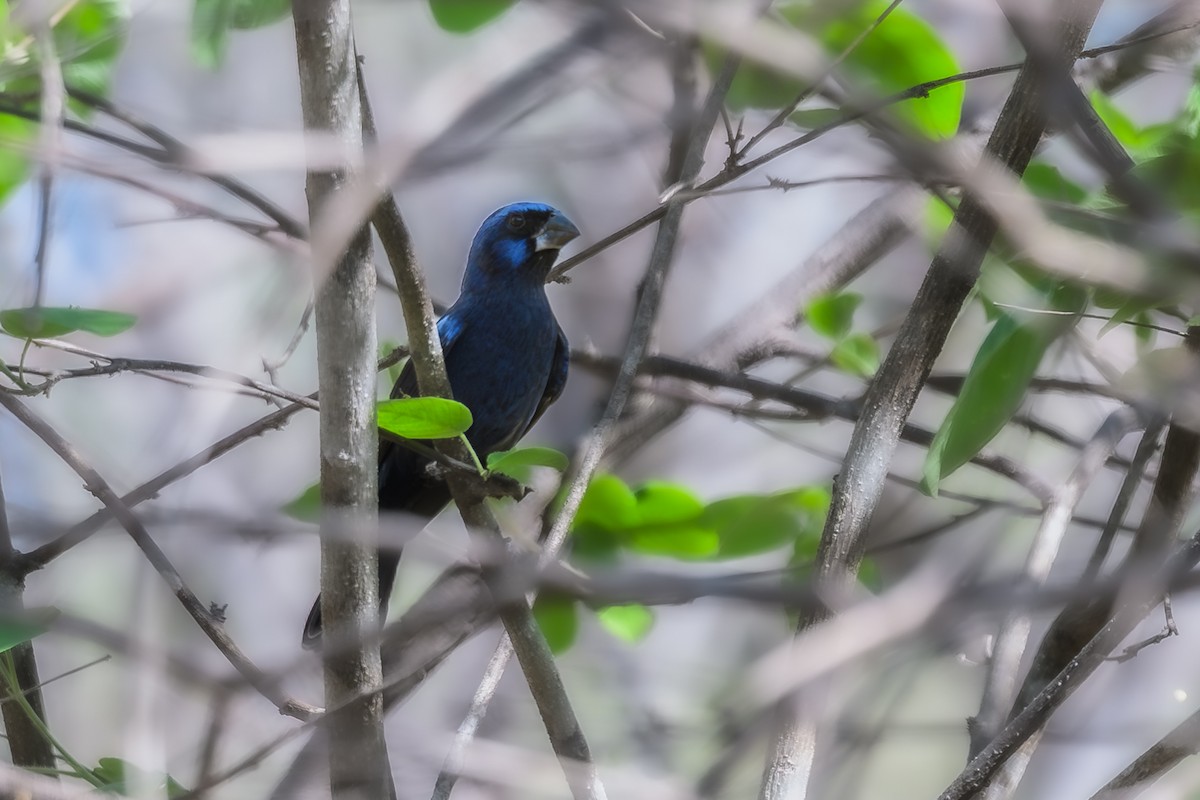 Ultramarine Grosbeak - ML647401978