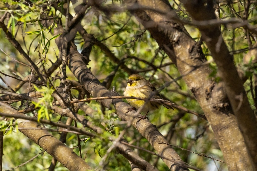 Island Canary - ML647401980