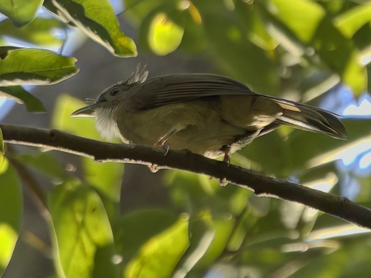 Ochraceous Bulbul - ML647401984