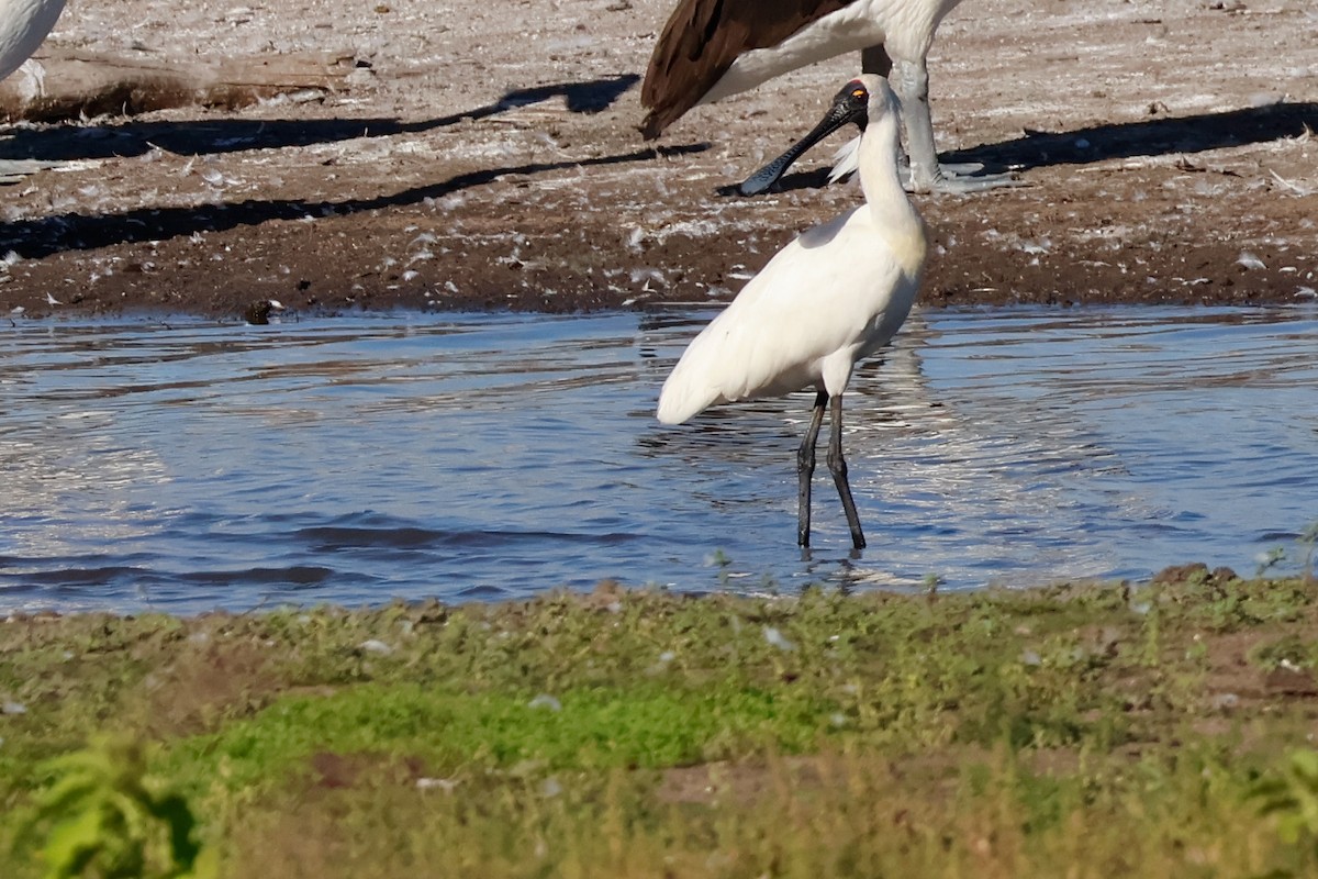 Kara Yüzlü Kaşıkçı - ML647401986