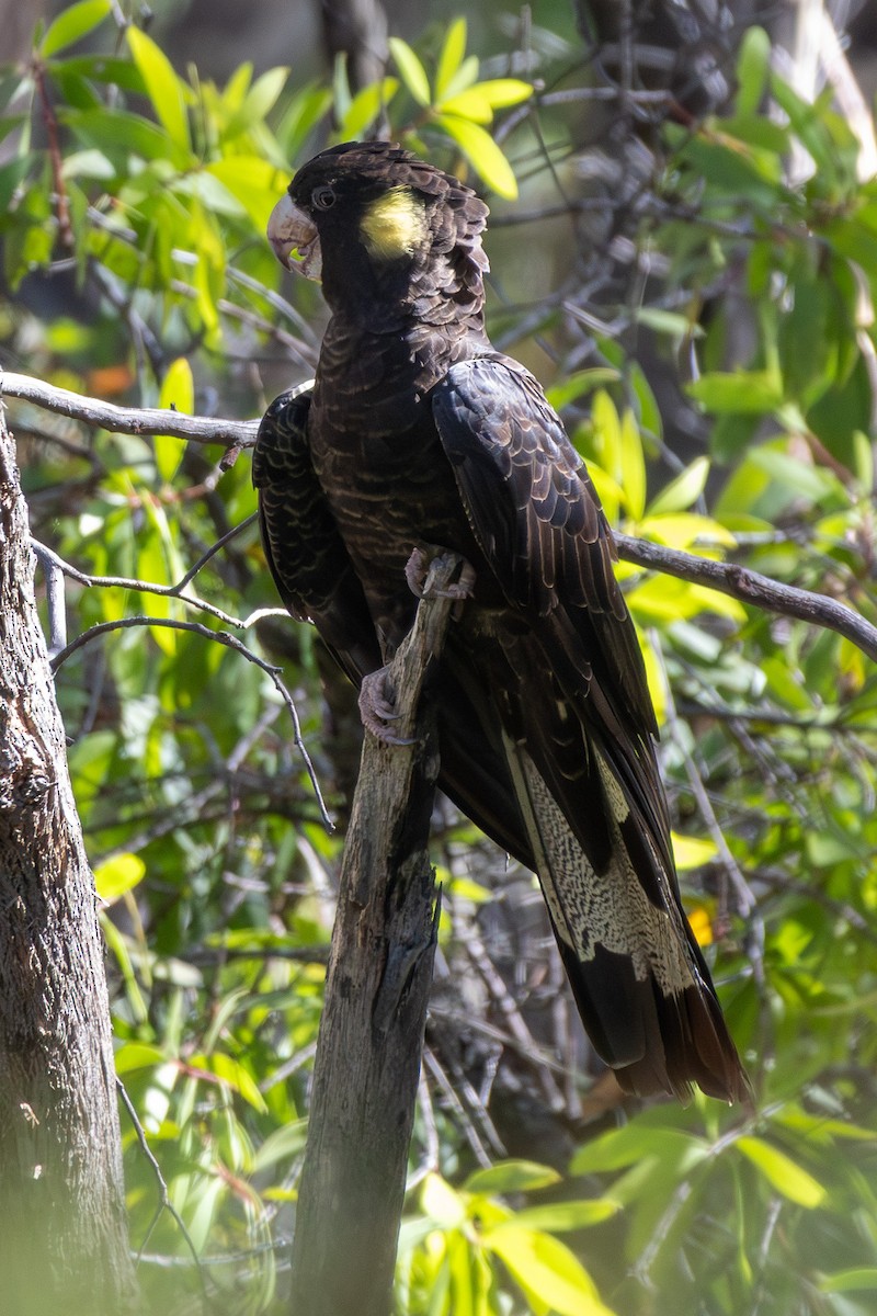 Yellow-tailed Black-Cockatoo - ML647401993