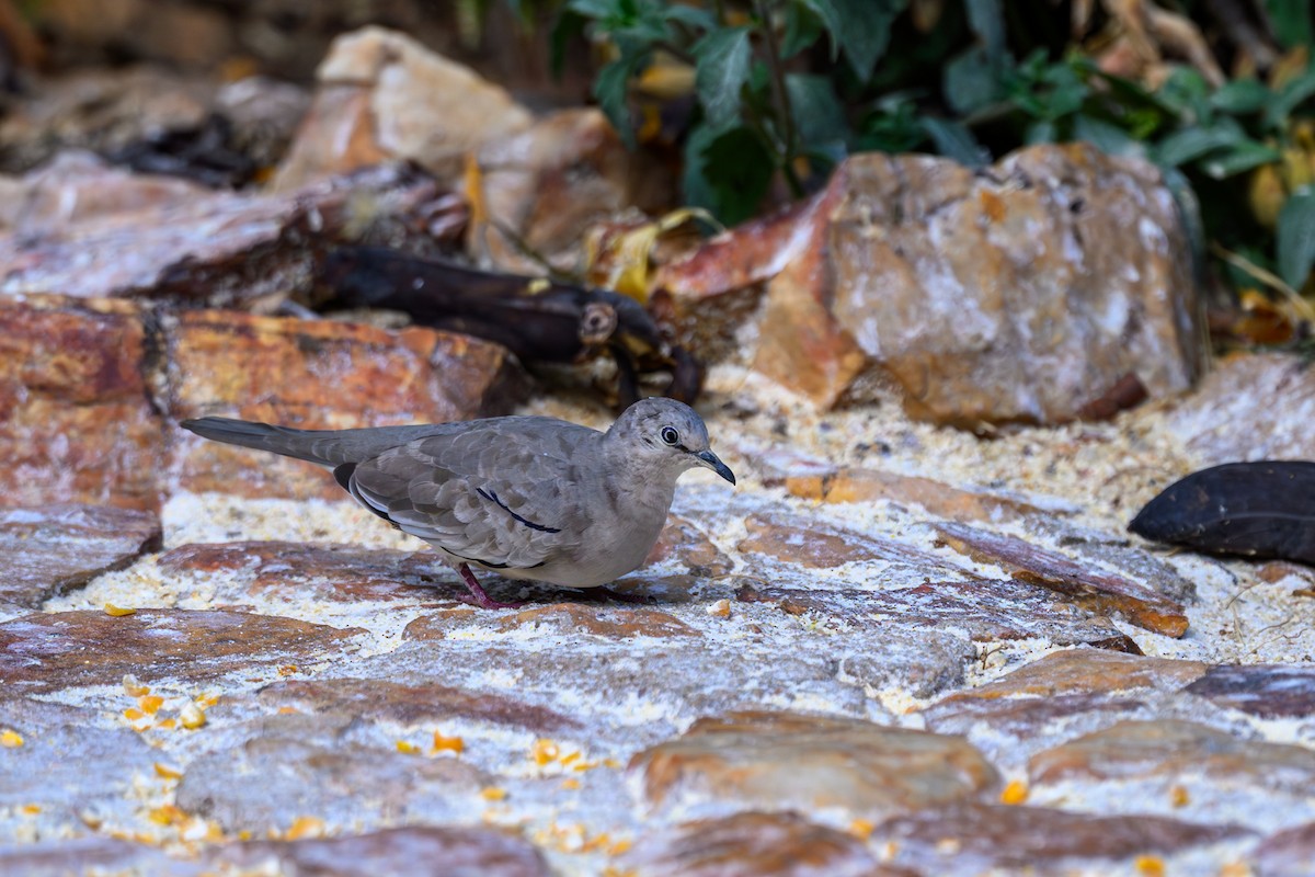 Picui Ground Dove - ML647401995