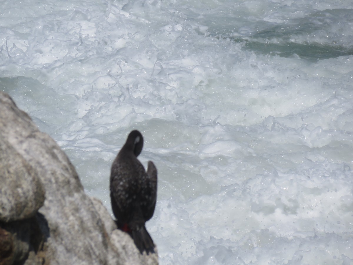 Red-legged Cormorant - ML647401996