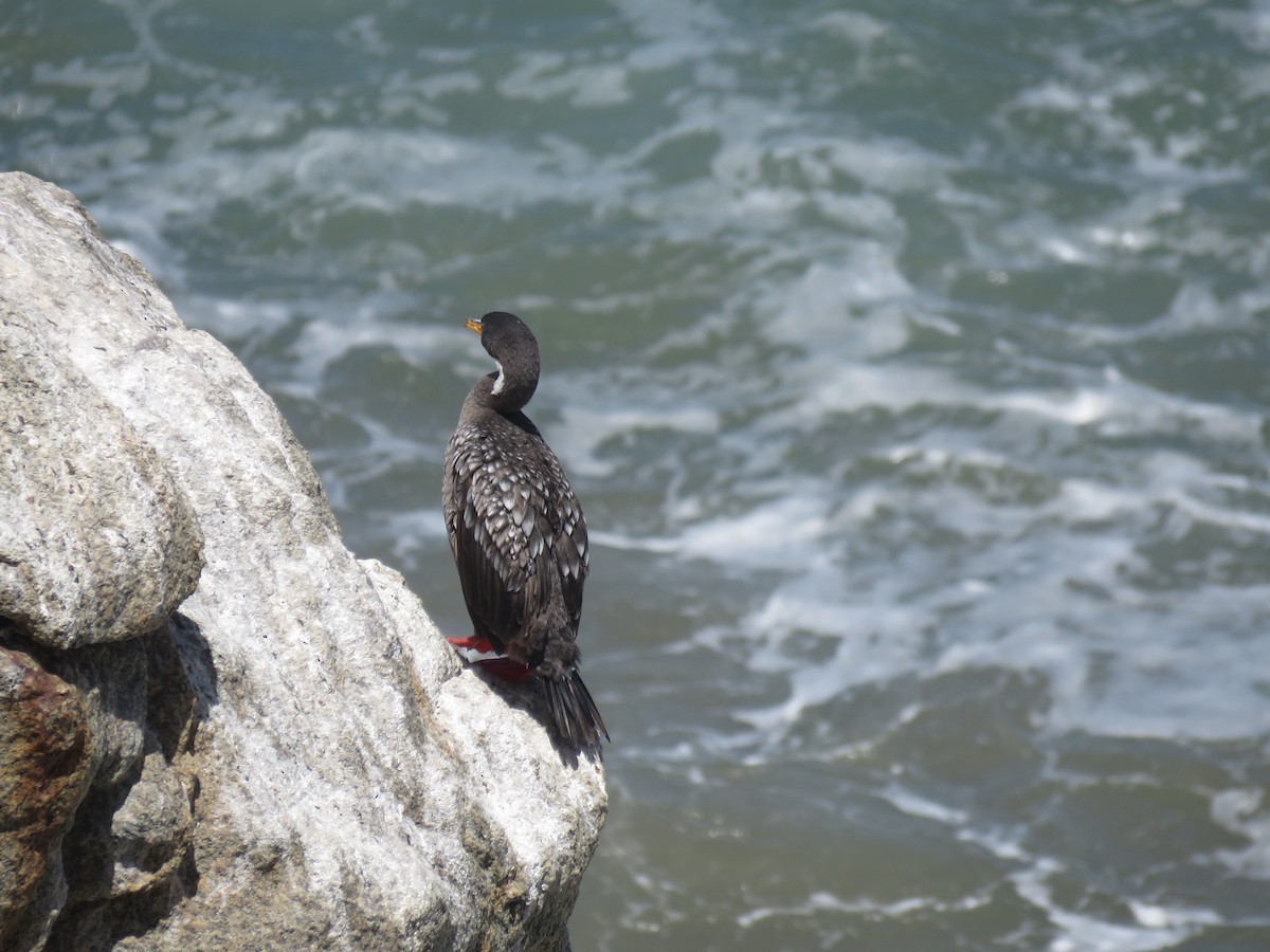 Red-legged Cormorant - ML647401997