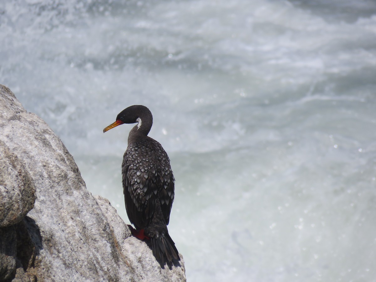 Red-legged Cormorant - ML647401998
