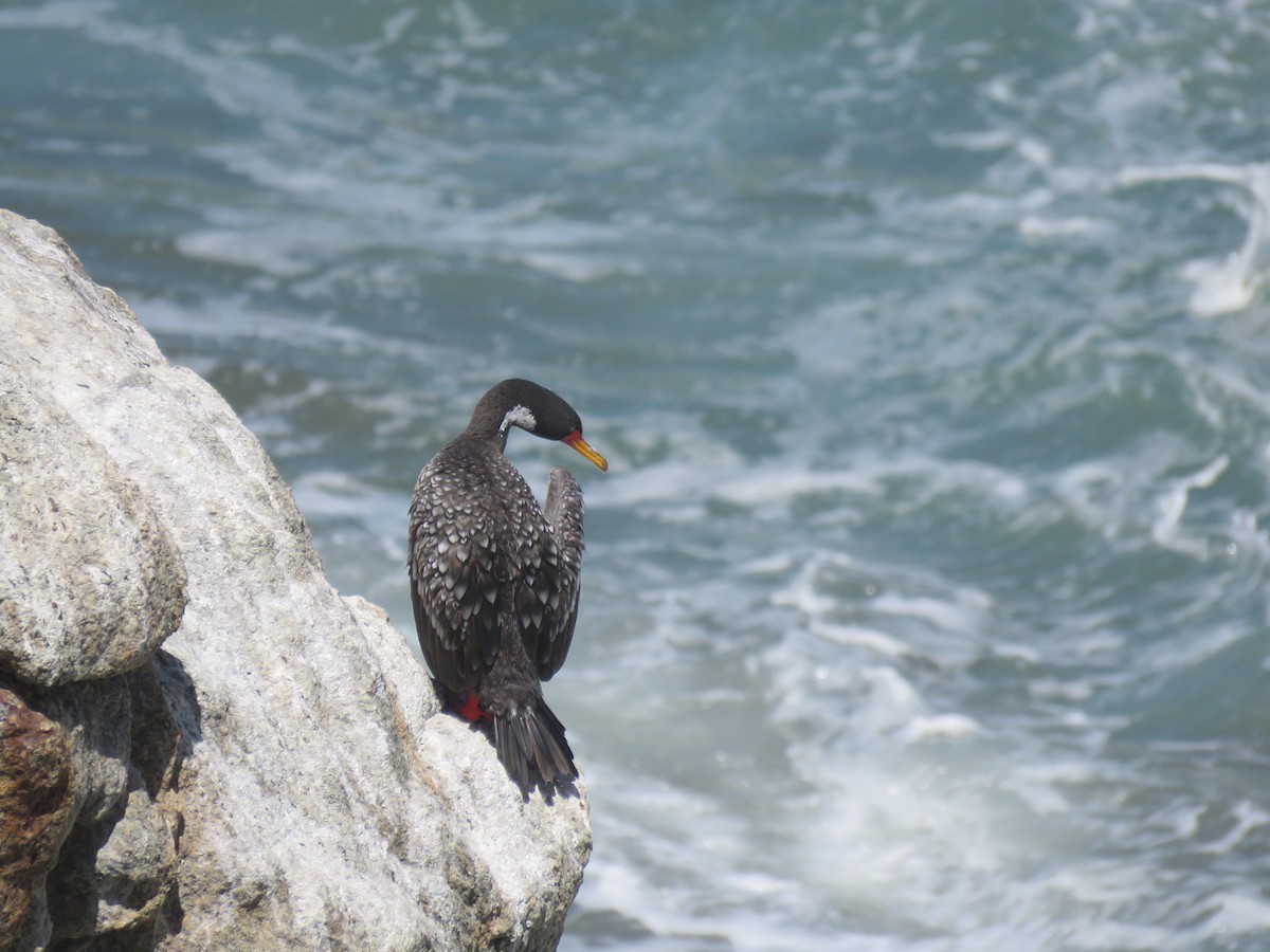 Red-legged Cormorant - ML647402000