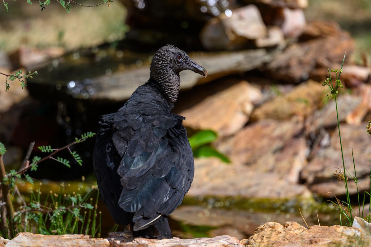 Black Vulture - ML647402006