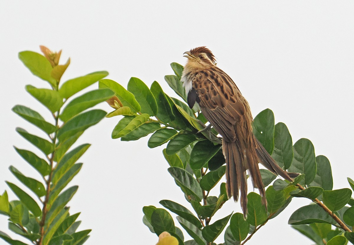 Striped Cuckoo - ML647402008