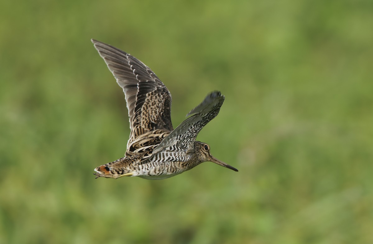 Swinhoe's Snipe - ML647402009