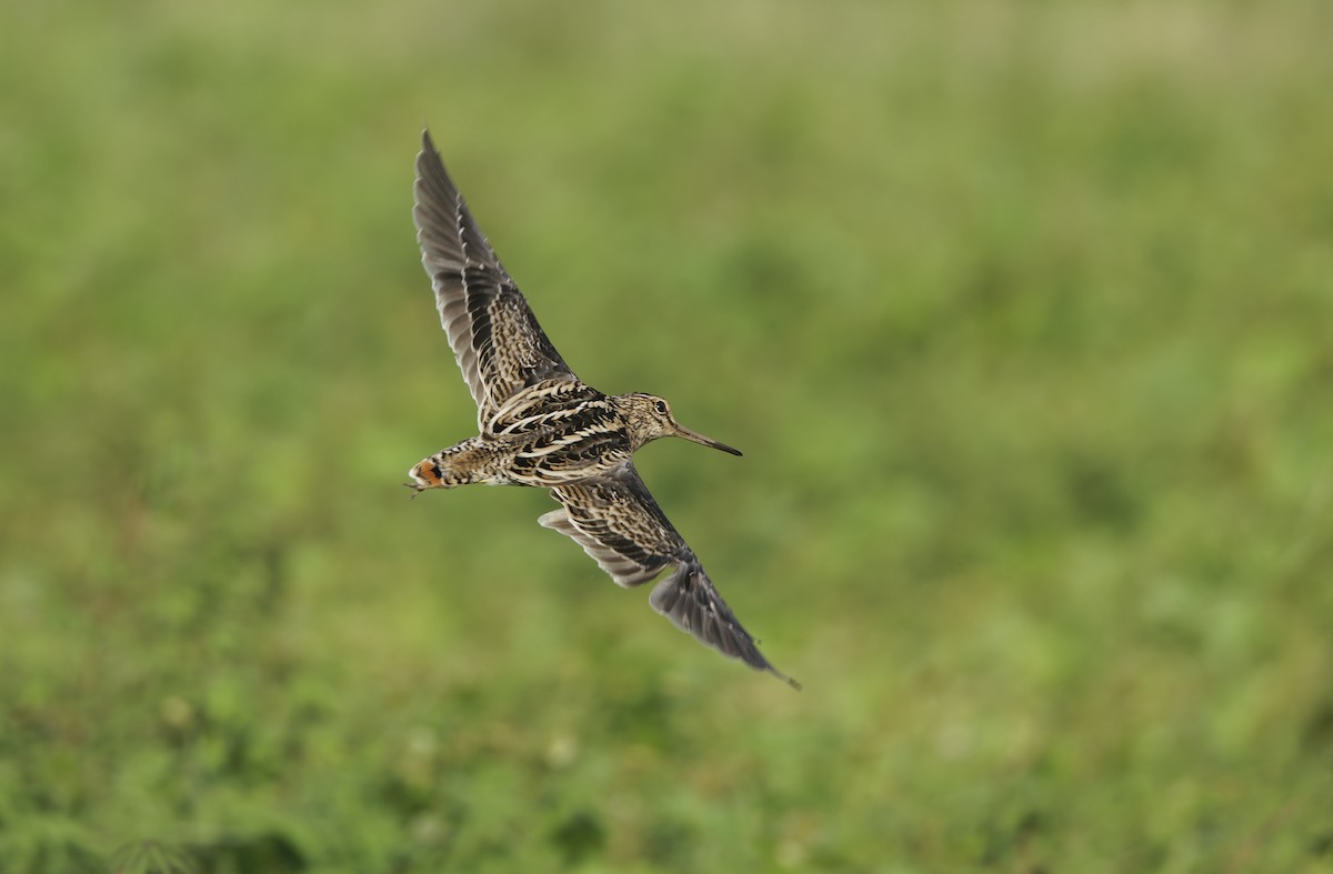 Swinhoe's Snipe - ML647402010
