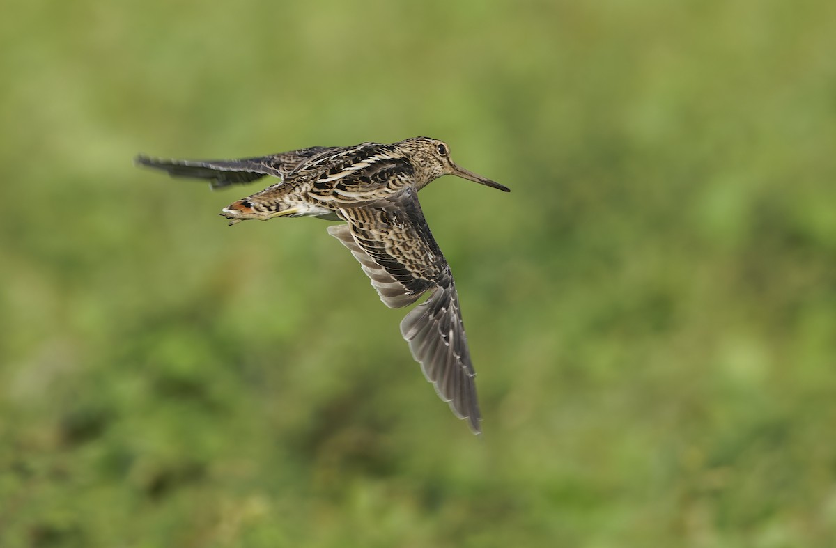 Swinhoe's Snipe - ML647402012