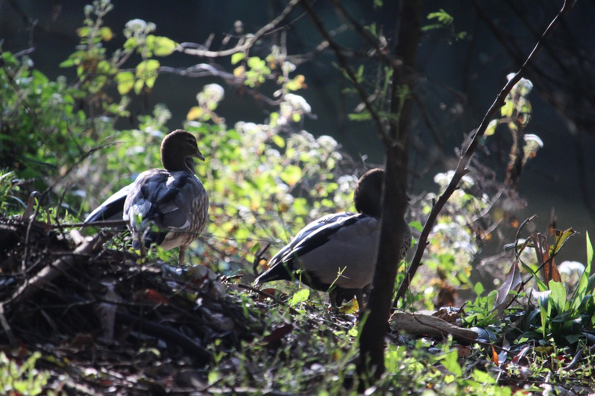 Maned Duck - ML647402013