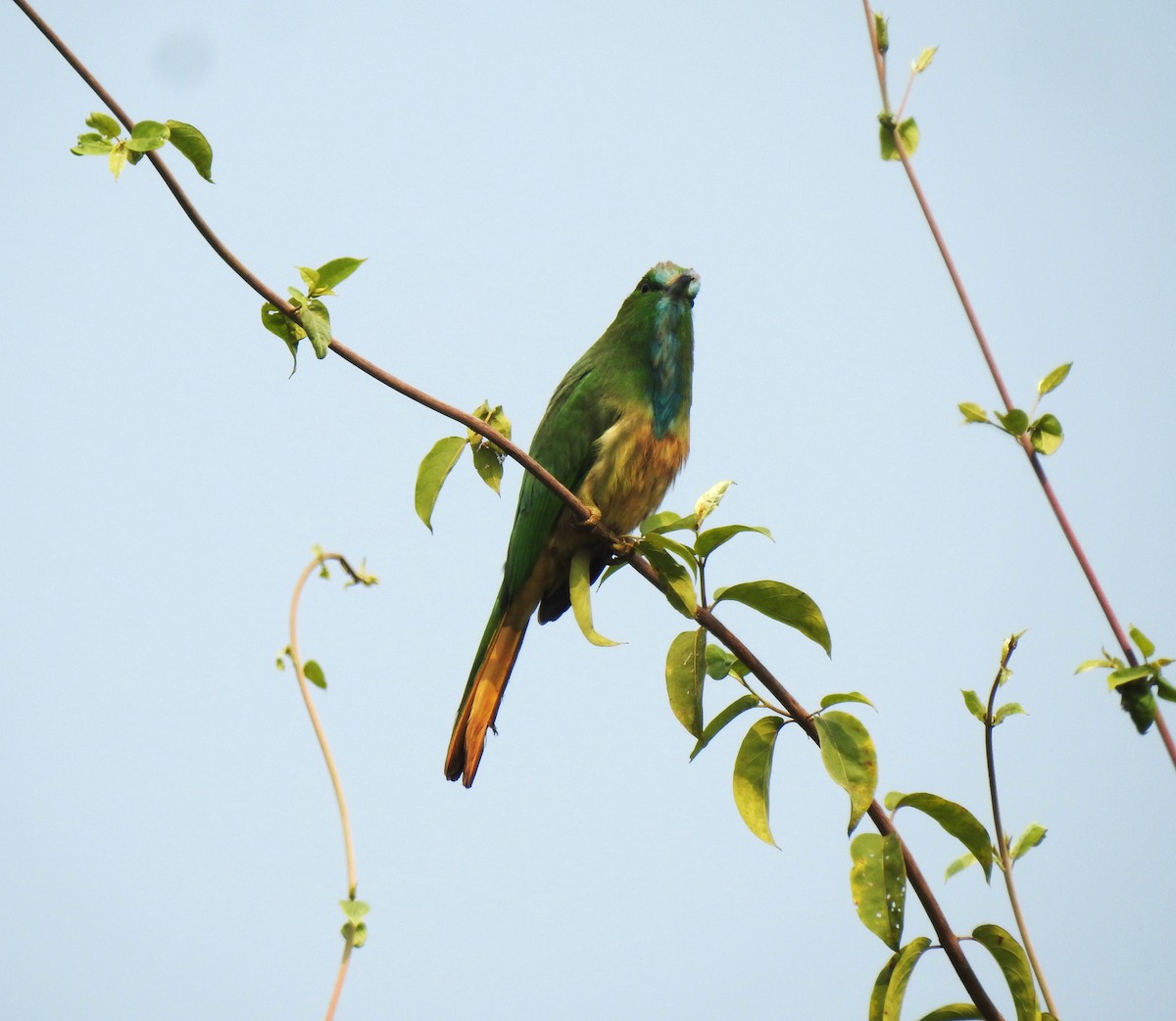 Blue-bearded Bee-eater - ML647402014