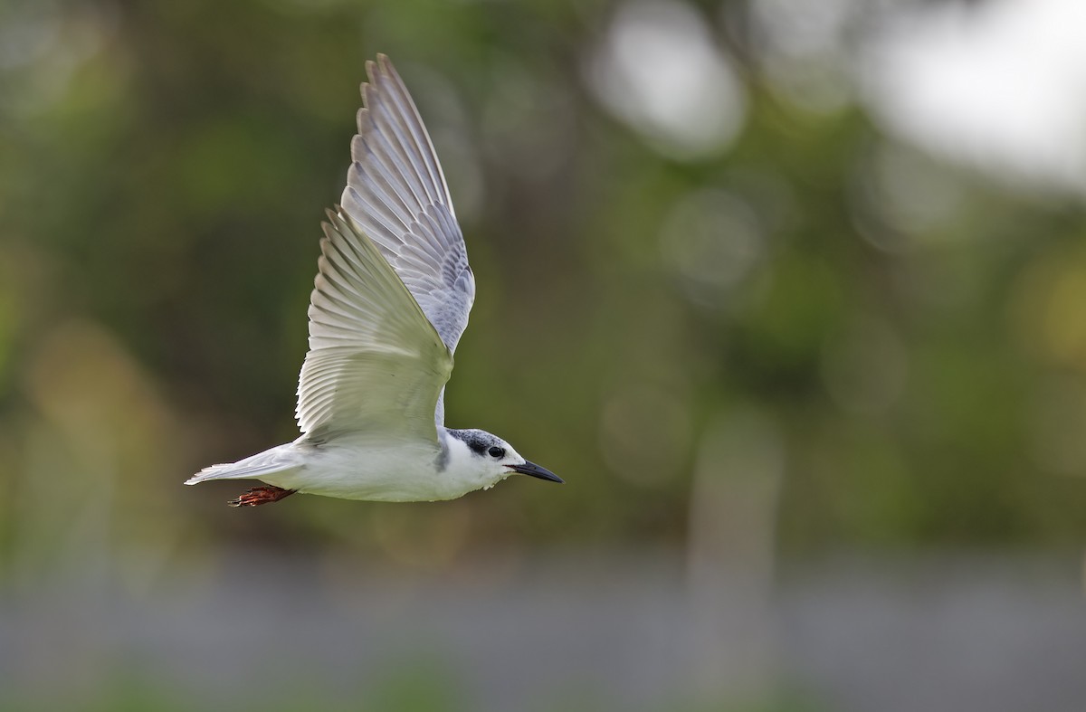 Whiskered Tern - ML647402017