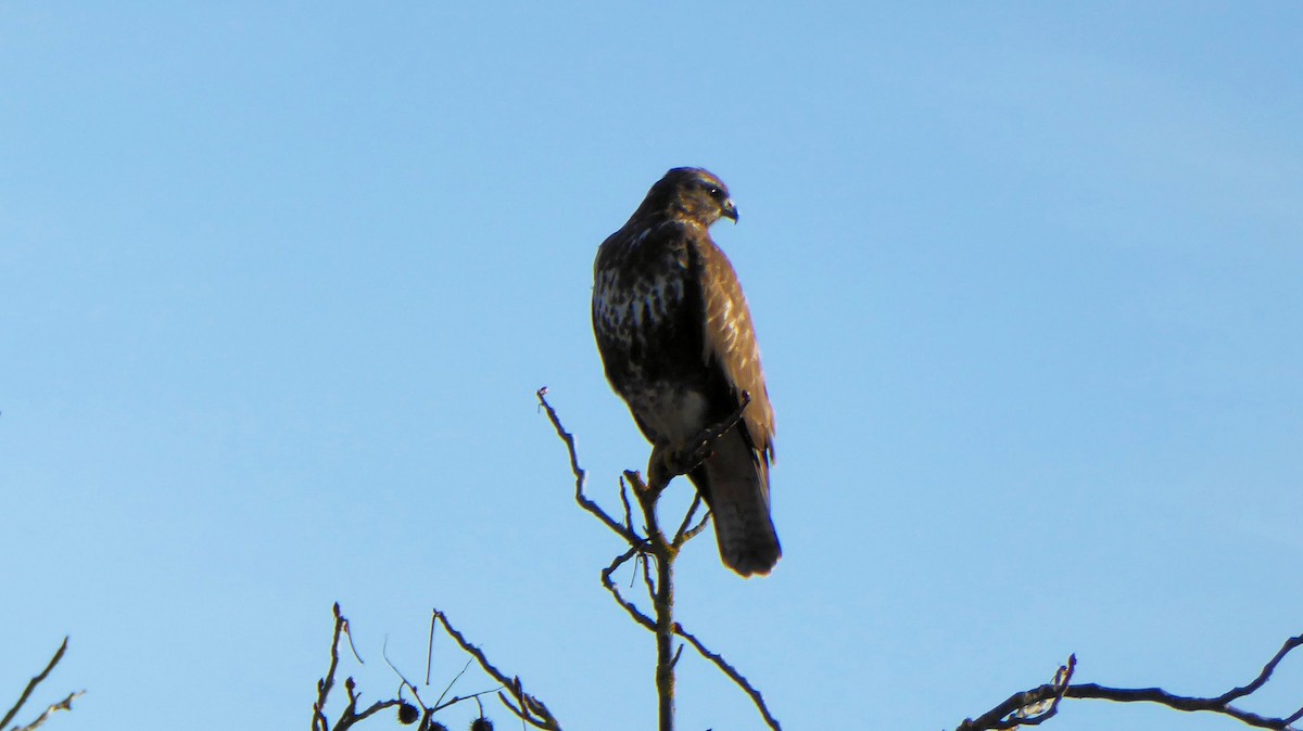 Common Buzzard - ML647402018