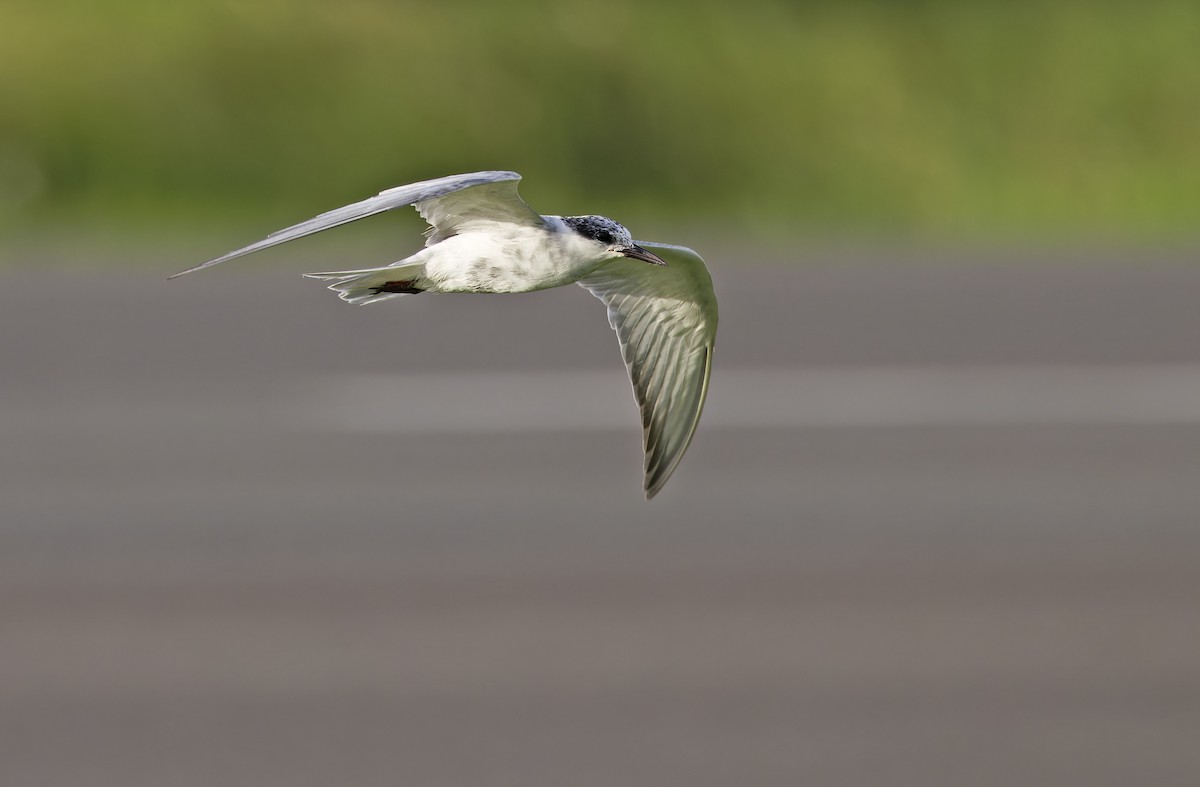 Whiskered Tern - ML647402019